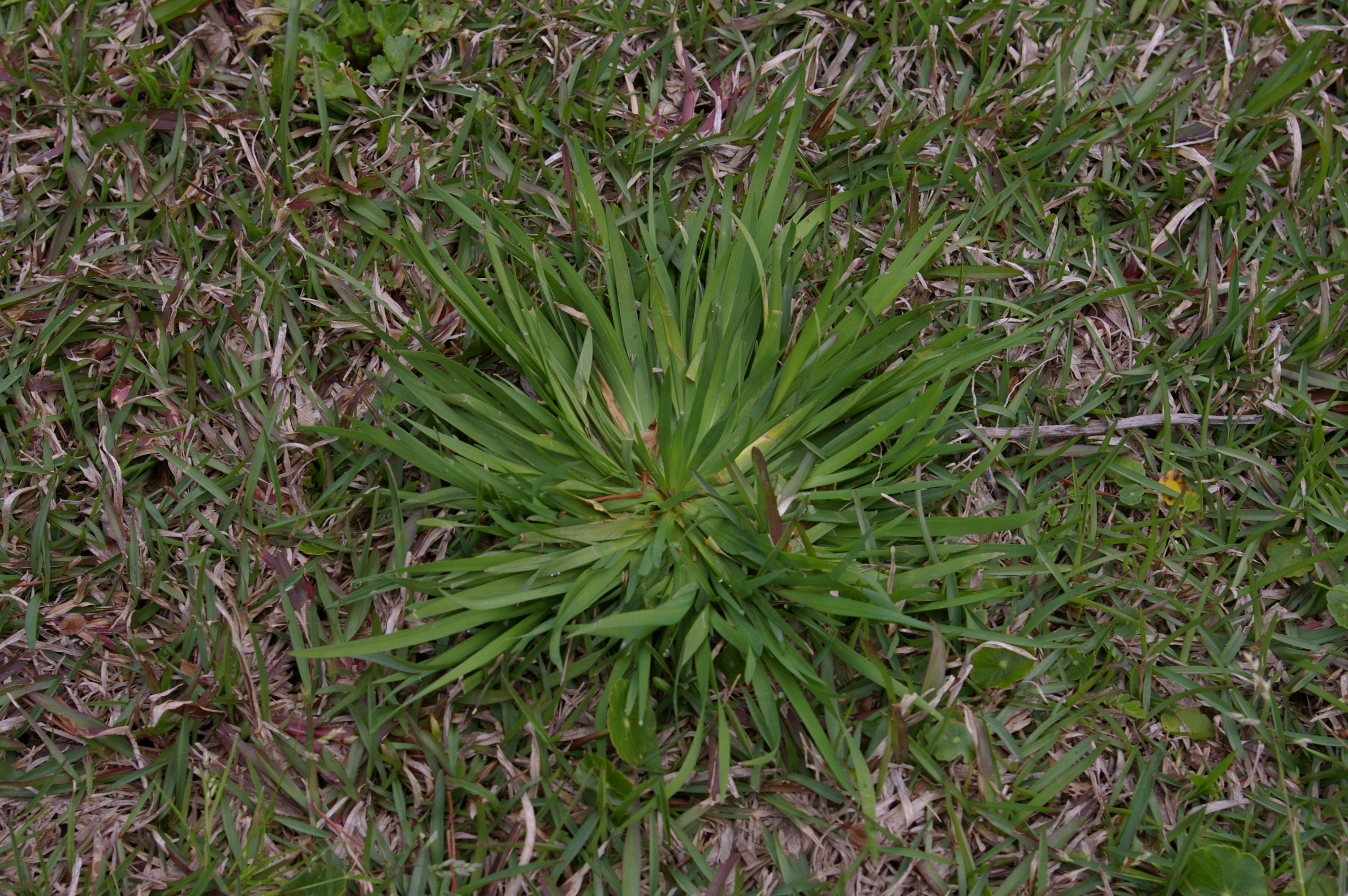 Grass shoots growing in lawn.